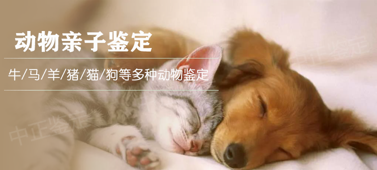 德阳动物鉴定